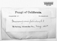 Mucronoporus fulvidus image